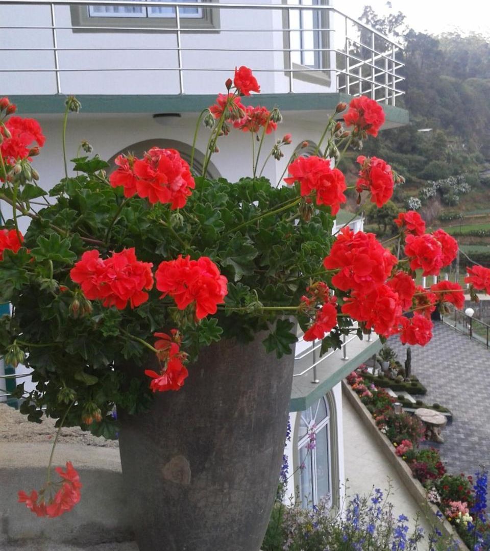 Qantara 4* Nuwara Eliya