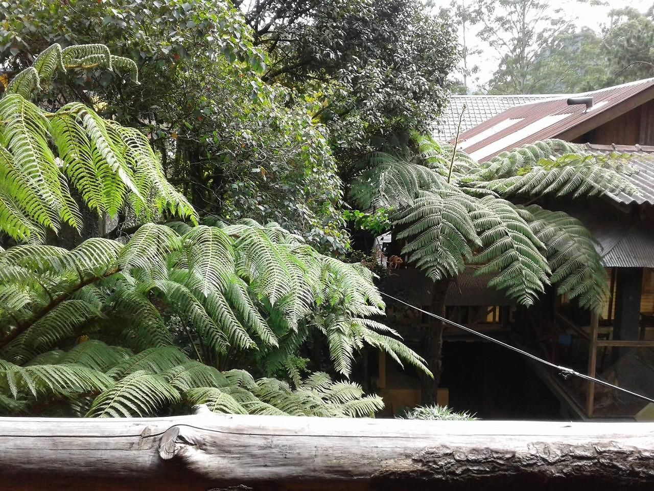 King Fern *