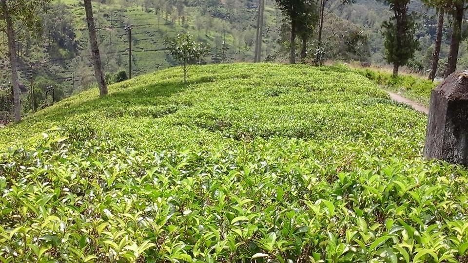 Nirvana Retreat Nuwara Eliya