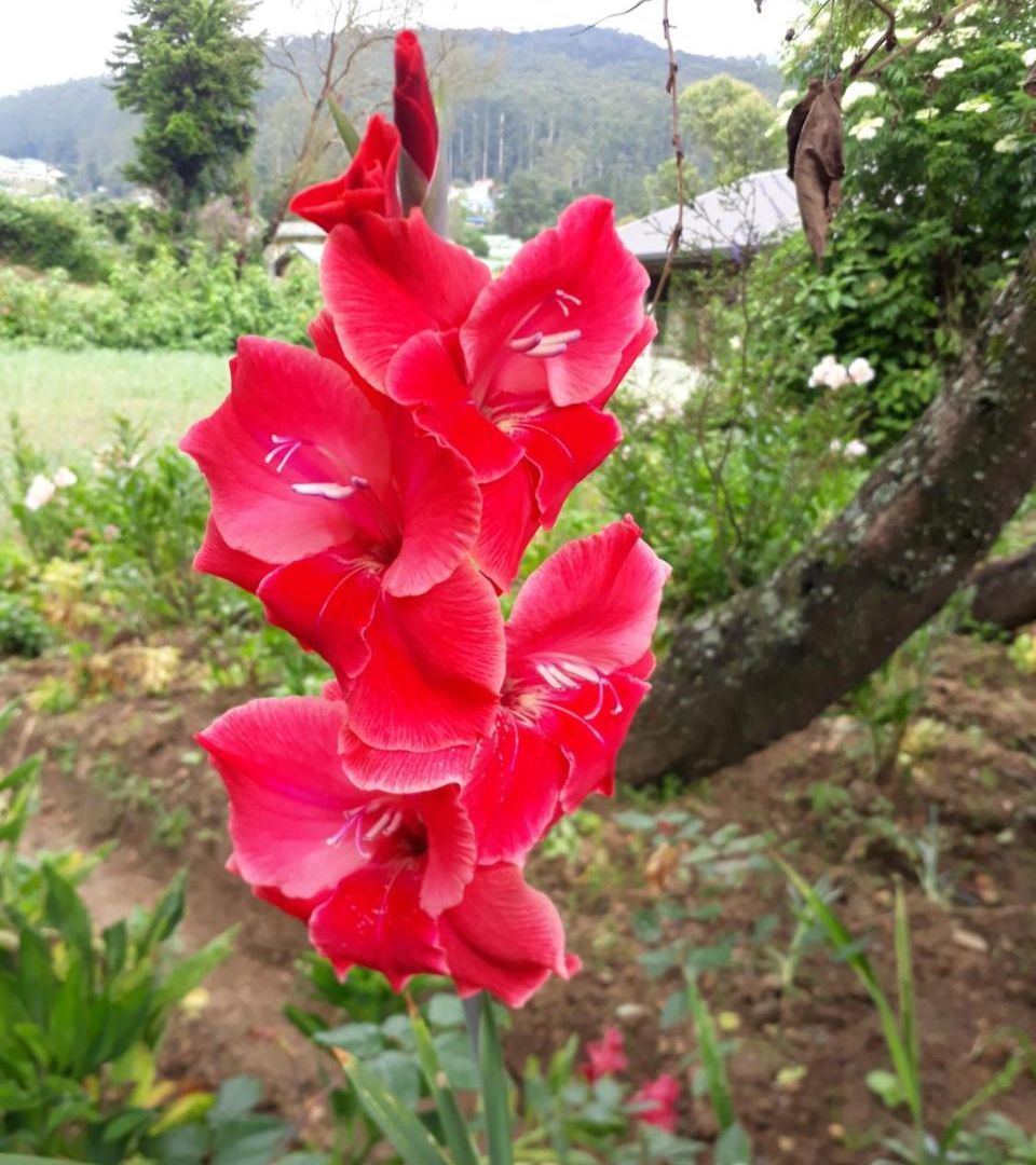 Rainyfreindz Nuwara Eliya