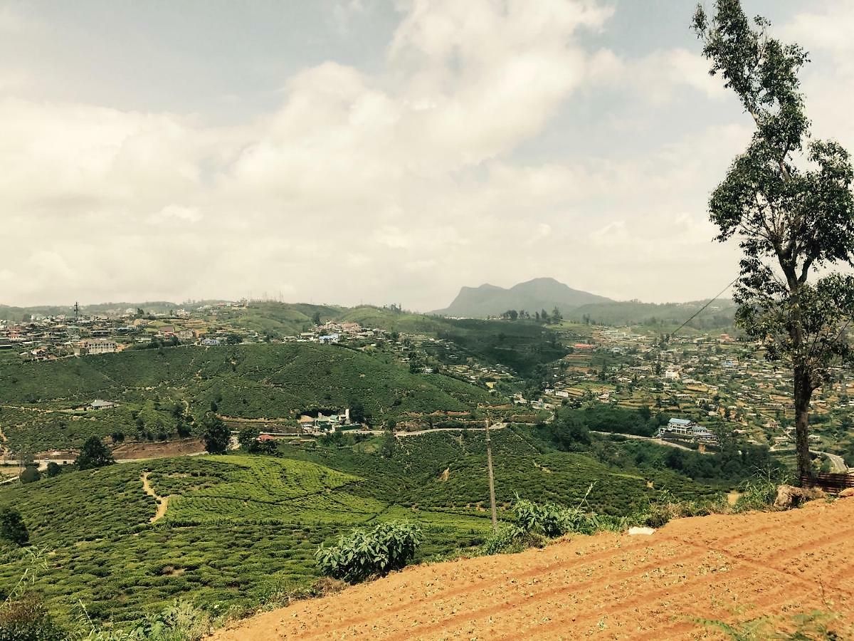 Single Tree * Nuwara Eliya