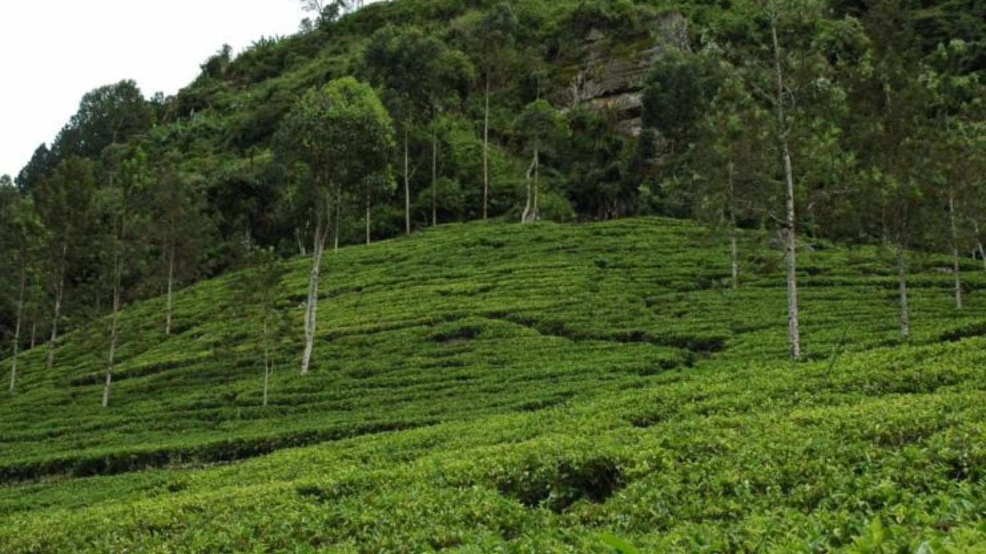 42 3* Nuwara Eliya