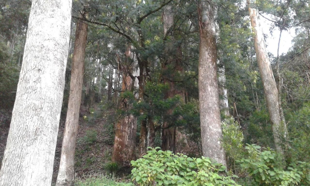 Woods Hut Homestay Nuwara Eliya