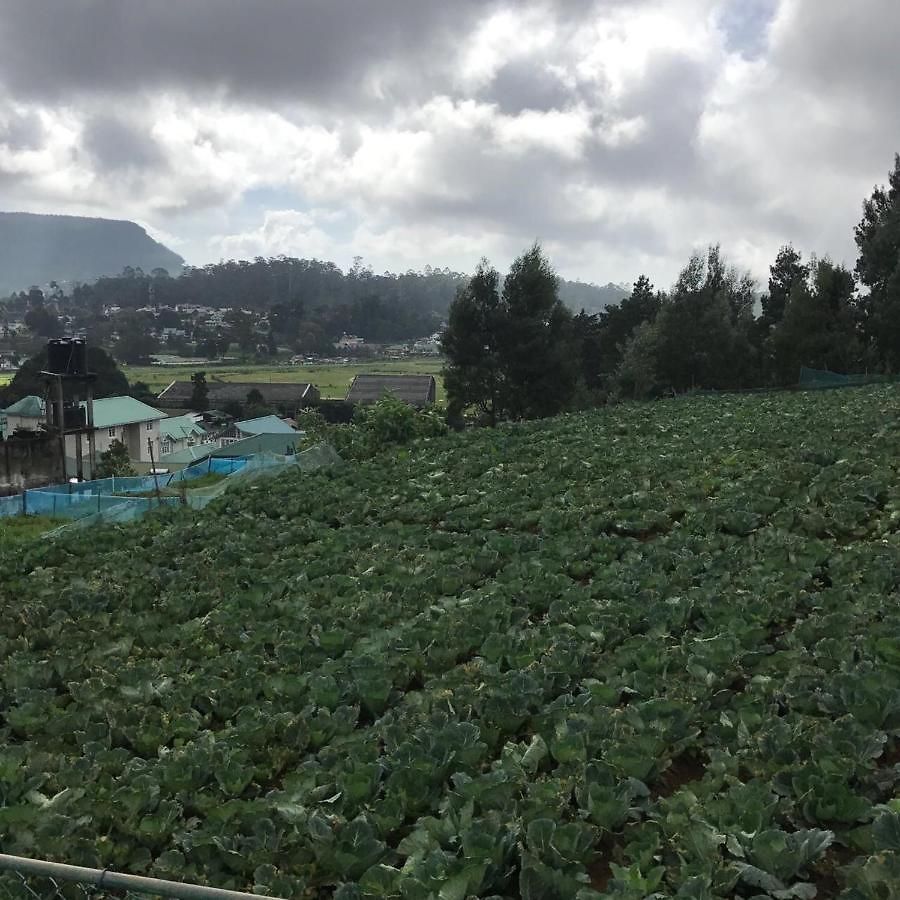 Dahlia Mount View 3* Nuwara Eliya