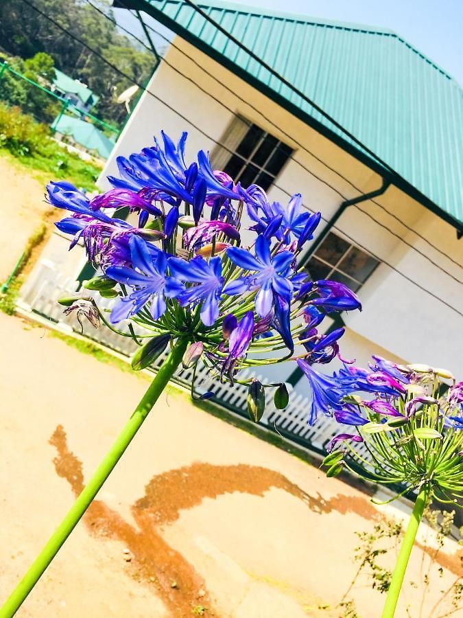 Hydrangea * Nuwara Eliya