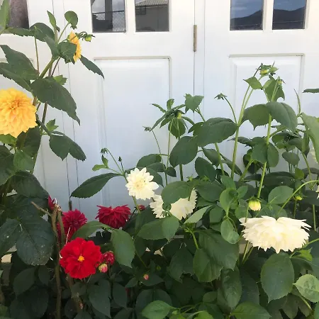 Dahlia Mount View