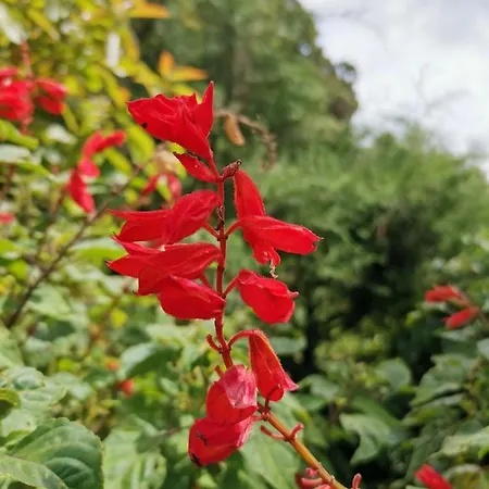The Galways Edge Homestay Nuwara Eliya