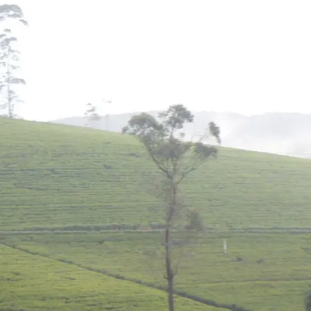 Majestic Luxury - Seagull * Nuwara Eliya