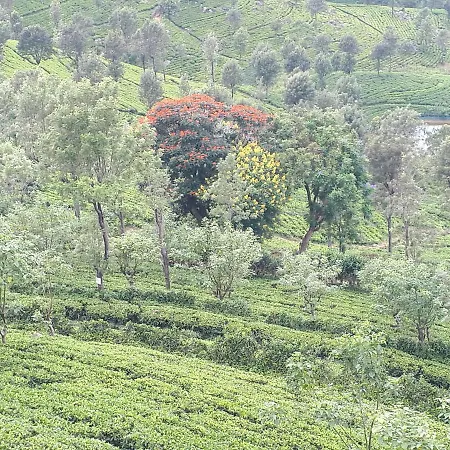 Woods Hut Nuwara Eliya