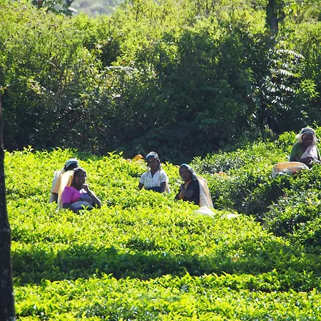 Singha Sanasa Luxury * Nuwara Eliya