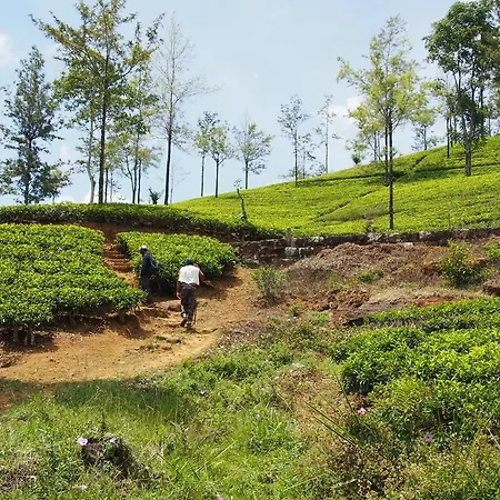 Singha Sanasa Luxury Homestay Nuwara Eliya