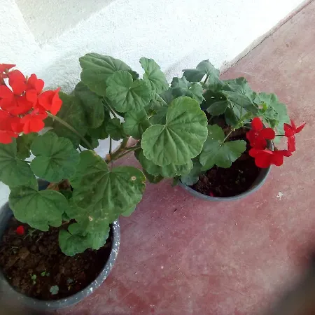 New Jayamasa Homestay