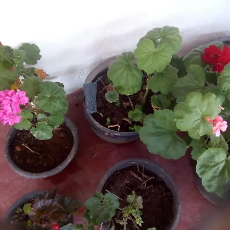 New Jayamasa Homestay * Nuwara Eliya