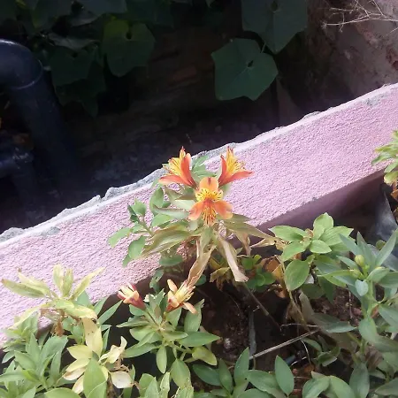 New Jayamasa Homestay * Nuwara Eliya