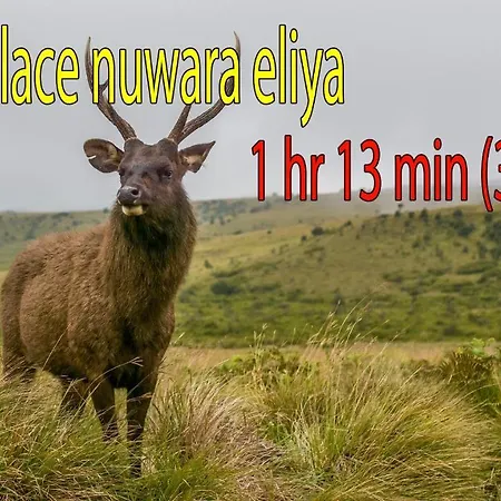 Hotel Forestside & Nuwara Eliya