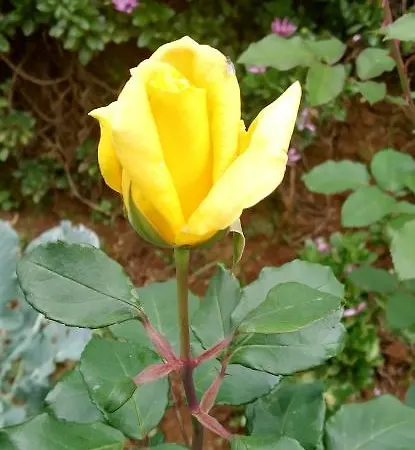 Guest house Blossomwell Nuwara Eliya