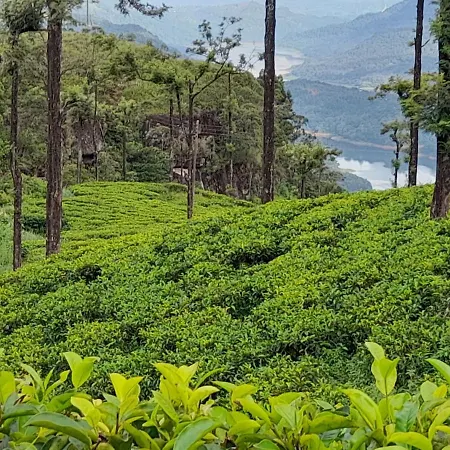 Homestay Woods Hut Nuwara Eliya