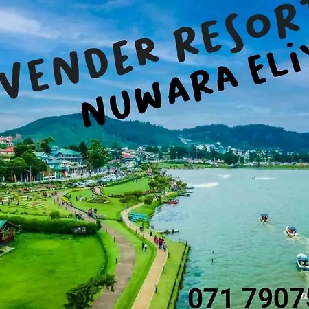 Lavender * Nuwara Eliya