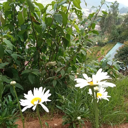 Mountline Guest house Nuwara Eliya