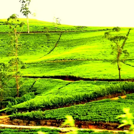 Whiteford Holiday Bungalow * Nuwara Eliya