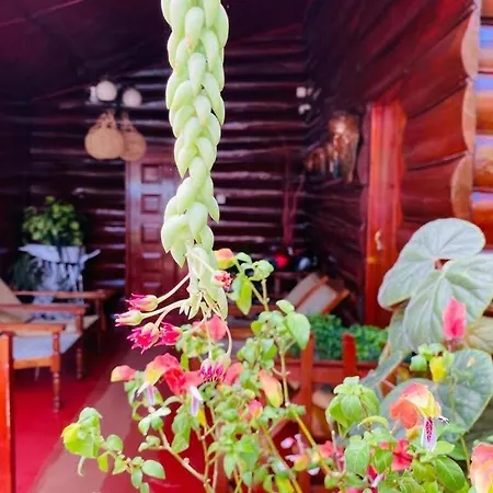 Greenland Wooden *