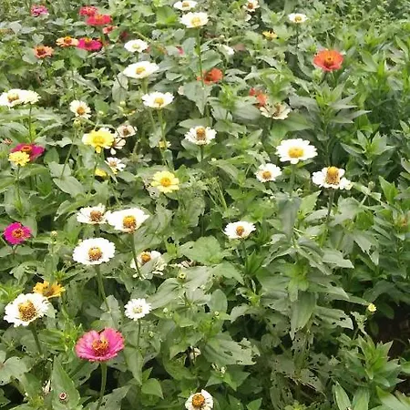 Glenfall Guest Nuwara Eliya