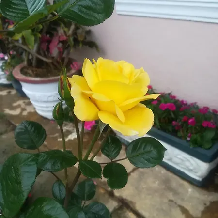 Royal Wattles Nuwara Eliya