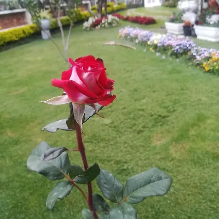 Royal Wattles Homestay