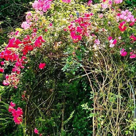 Medalin Harmony Holiday home Nuwara Eliya
