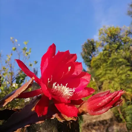 Tea Bound Homestay