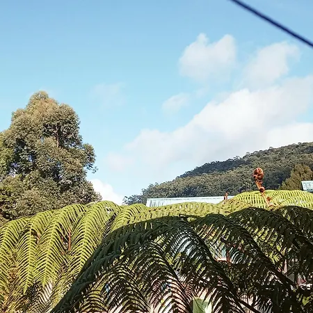 20/20 Wood Nuwara Eliya