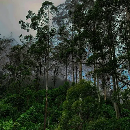 Misty Breeze * Nuwara Eliya