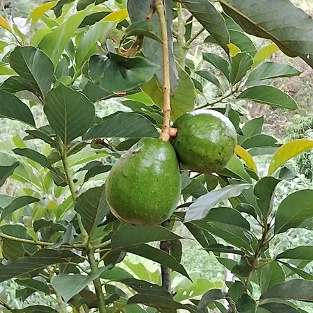 Belihull 3* Nuwara Eliya