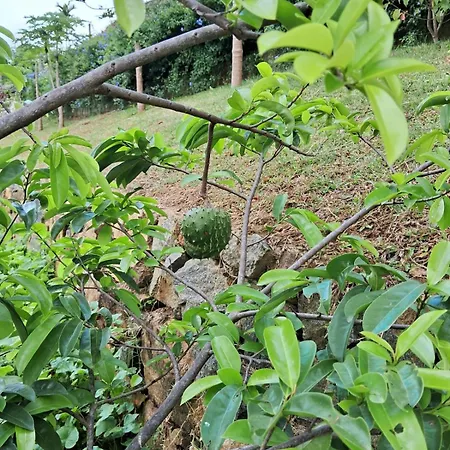 Belihull 3* Nuwara Eliya