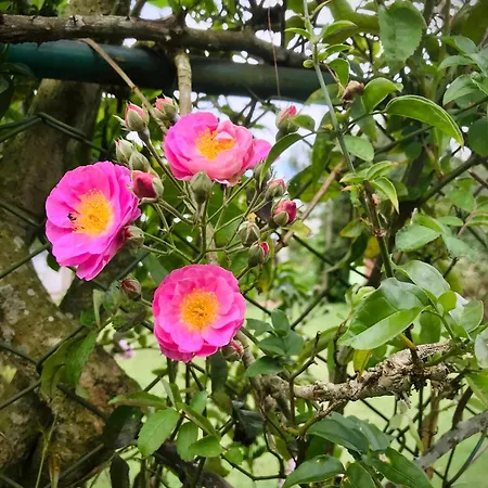 St Edwards Bungalow Nuwara Eliya