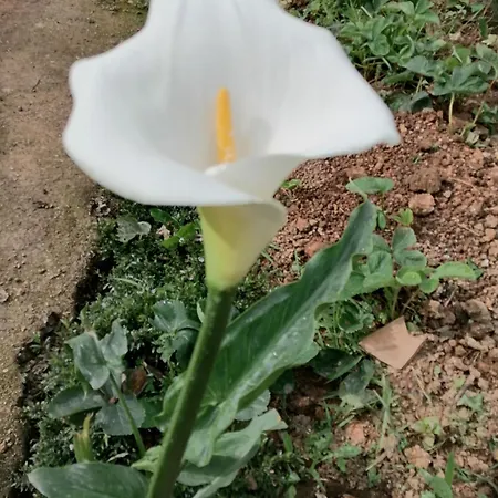 Lakleen * Nuwara Eliya