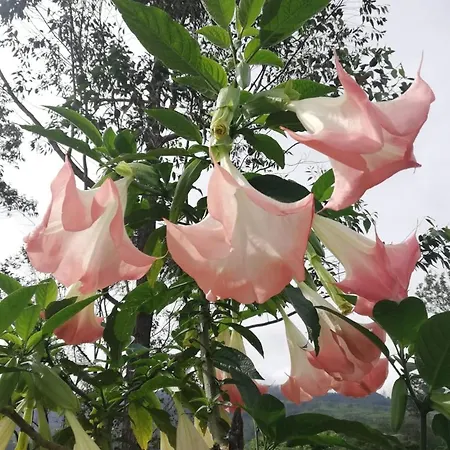 Honey Bees & Lily Trees Nuwara Eliya