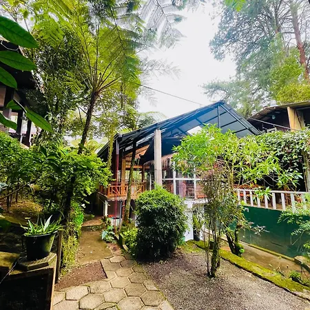 King Fern * Nuwara Eliya
