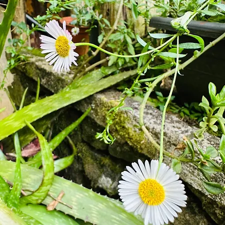 47 Nuwaraeliya Villa