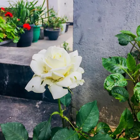 Villa Guest house Nuwara Eliya