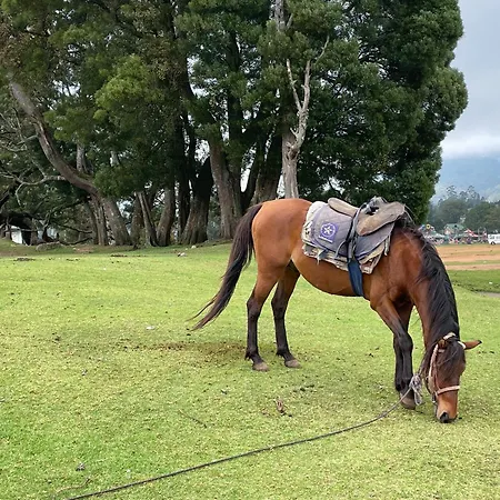 Breeze * Nuwara Eliya