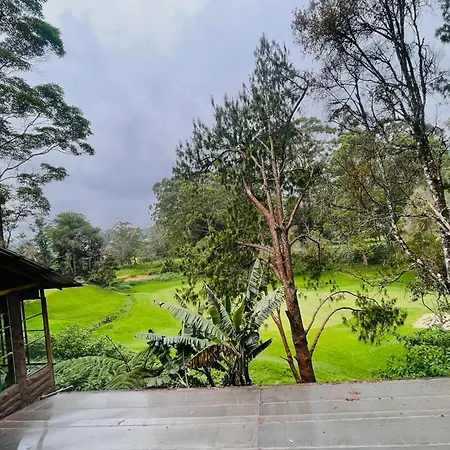 King Fern Nuwara Eliya