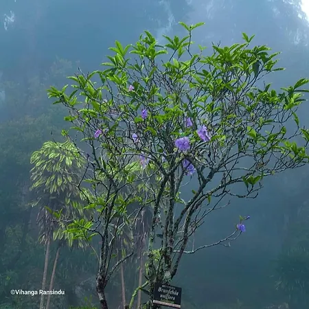 Greenwood Haven Nuwara Eliya