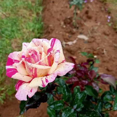 Nuwan * Nuwara Eliya