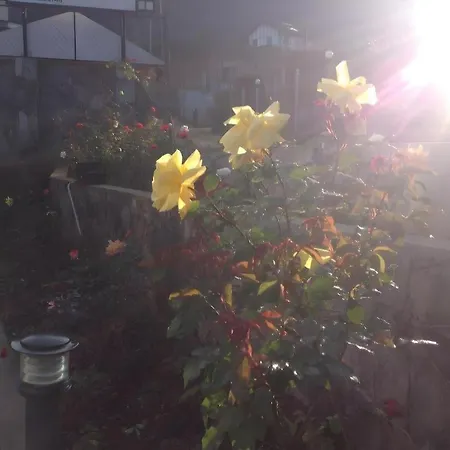 Hotel Daffodils 4*