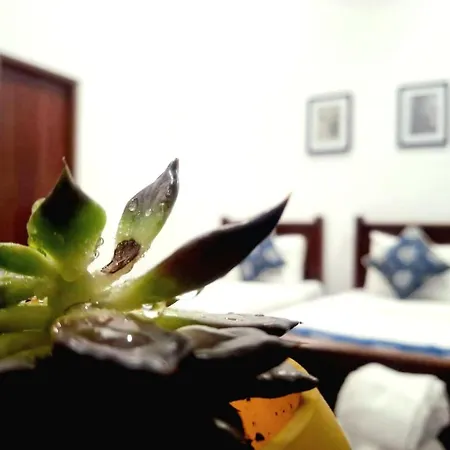 Bed & Breakfast Ivy *