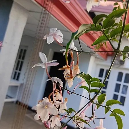 Rose Palace *