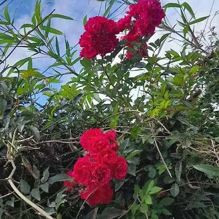 Rose Palace Inn Nuwara Eliya