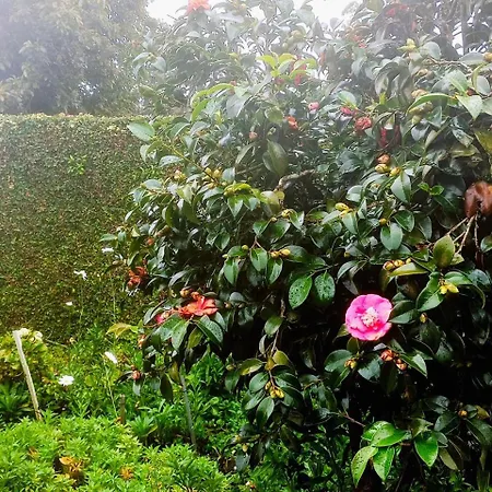 Homestay Ann Field *