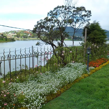 Tea Plant